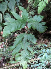 Tectaria griffithii