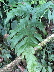 Tectaria griffithii