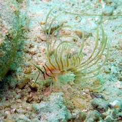 Pterois