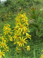 Ligularia subsagittata
