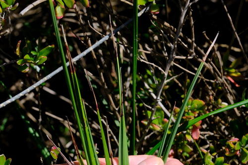 Image of Dianella brevicaulis by (c) Peter Crowcroft, some rights reserved (CC BY)