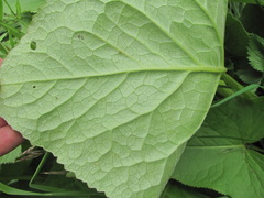 Ligularia subsagittata