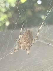 Araneus diadematus