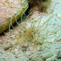 Pterois