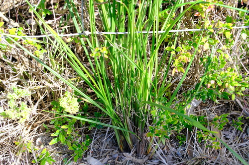 Image of Dianella brevicaulis by (c) Peter Crowcroft, some rights reserved (CC BY)