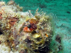 Dendrochirus brachypterus