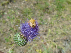 Carpocoris purpureipennis