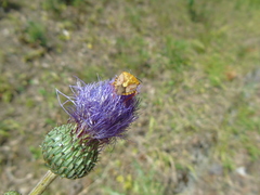 Carpocoris purpureipennis