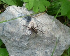 Pardosa lugubris