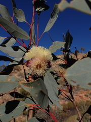 Eucalyptus sessilis