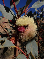 Eucalyptus sessilis
