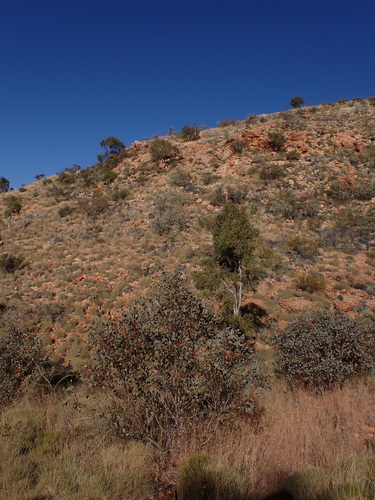 Image of Eucalyptus sessilis by (c) Nina Kerr, some rights reserved (CC BY)
