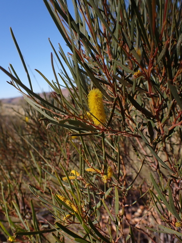 Image of Acacia aneura by (c) Nina Kerr, some rights reserved (CC BY)