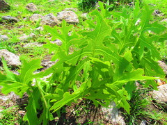 Psacalium platylepis