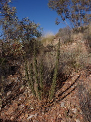 Streptoglossa decurrens