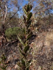 Streptoglossa decurrens