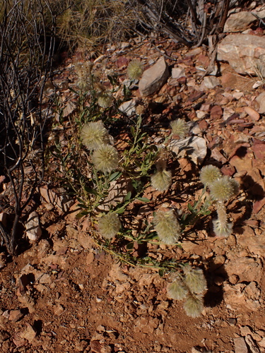 Image of Ptilotus clementii by (c) Nina Kerr, some rights reserved (CC BY)