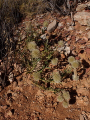 Ptilotus clementii