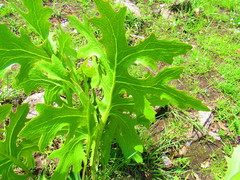 Psacalium platylepis