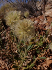 Ptilotus clementii
