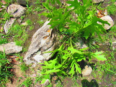 Psacalium platylepis