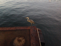 Ardea cinerea
