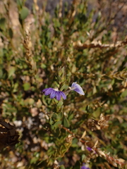 Scaevola glabrata