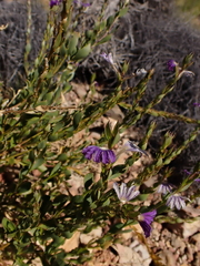 Scaevola glabrata