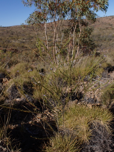 Image of Eremophila christophori by (c) Nina Kerr, some rights reserved (CC BY)