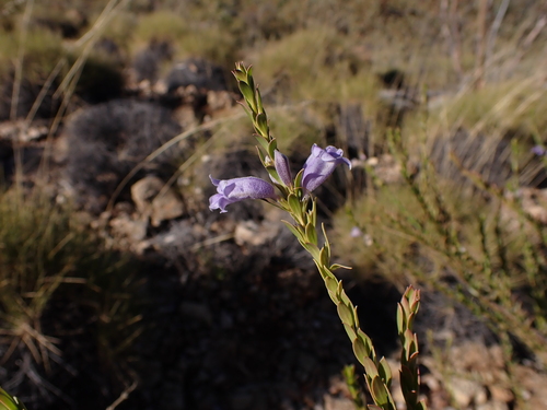 Image of Eremophila christophori by (c) Nina Kerr, some rights reserved (CC BY)