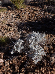 Anemocarpa saxatilis