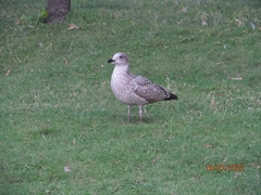 Larus argentatus