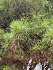 Pinus koraiensis