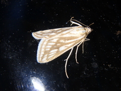 Loxostege clathralis