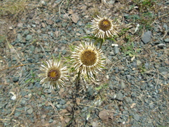 Carlina biebersteinii