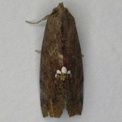 Hypsoropha hormos