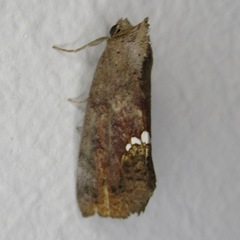 Hypsoropha hormos