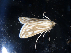 Loxostege clathralis