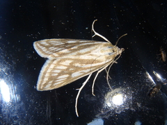 Loxostege clathralis