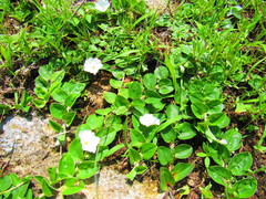 Evolvulus prostratus