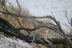 Malurus cyaneus ashbyi