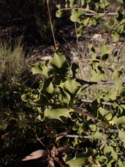 Psydrax latifolia