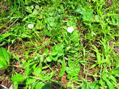 Evolvulus prostratus