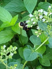 Bombus impatiens