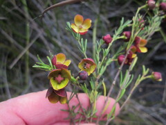 Boronia megastigma