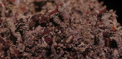 Cladonia