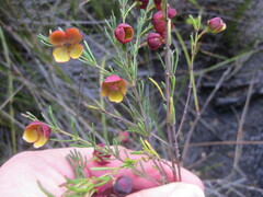 Boronia megastigma