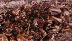 Cladonia