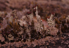 Cladonia