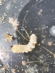 Trichoferus campestris